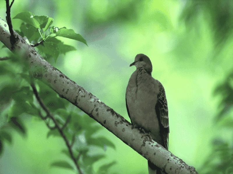 <strong>南京长亭试管婴儿（玻璃试管带盖）</strong>
